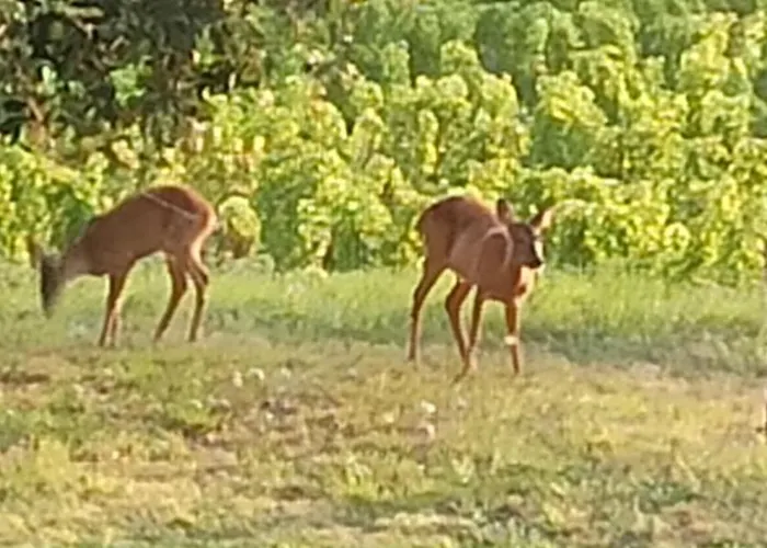 Nocleg ze śniadaniem Les Du Vallon Pomport